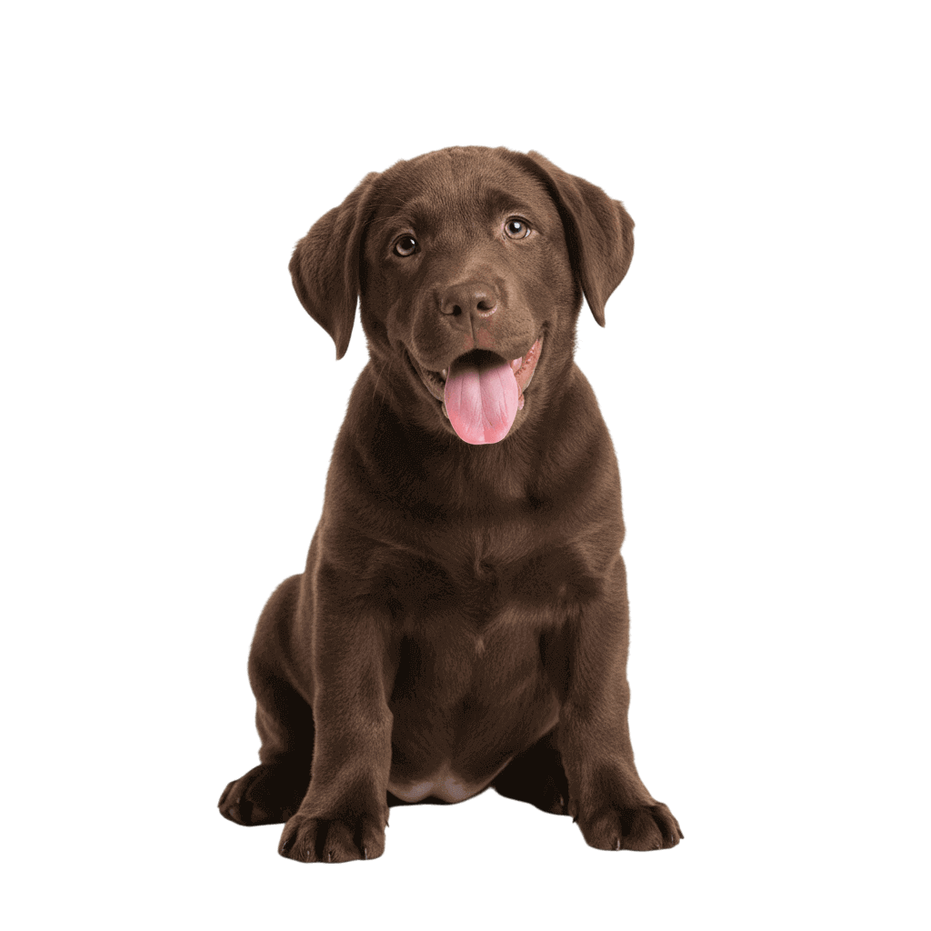 Labrador