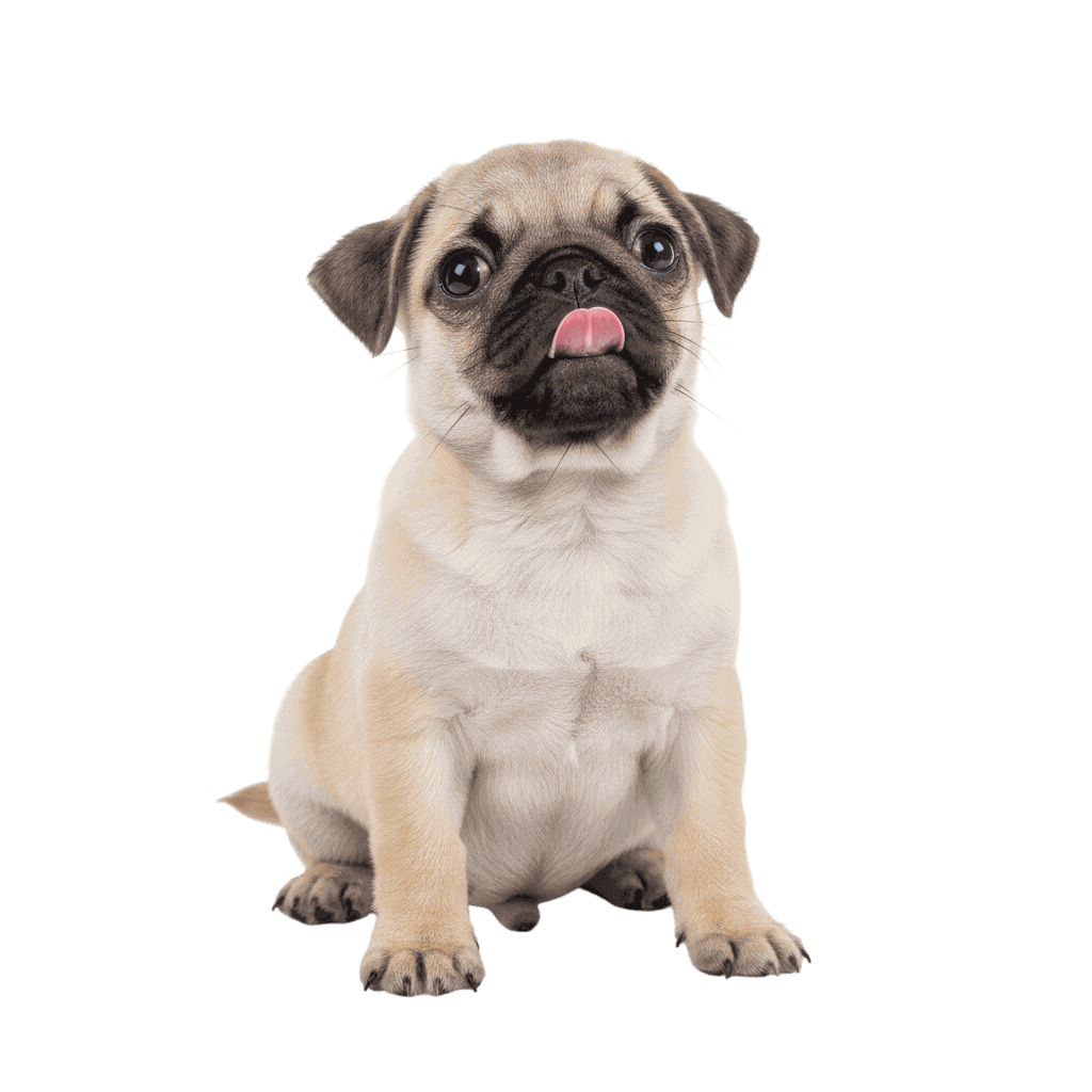 Pug
